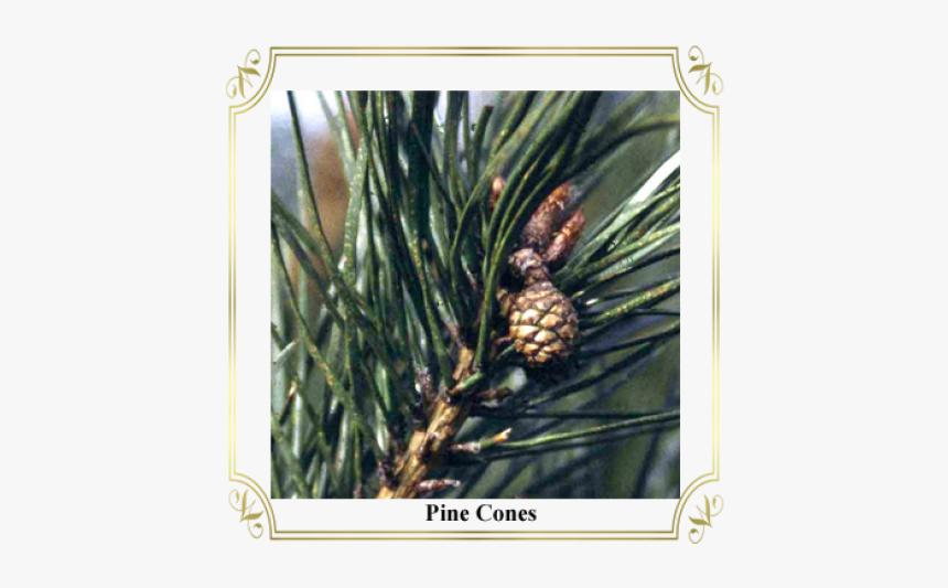 Pine Cones - Alice Aux Pays Des Merveilles, HD Png Download, Free Download