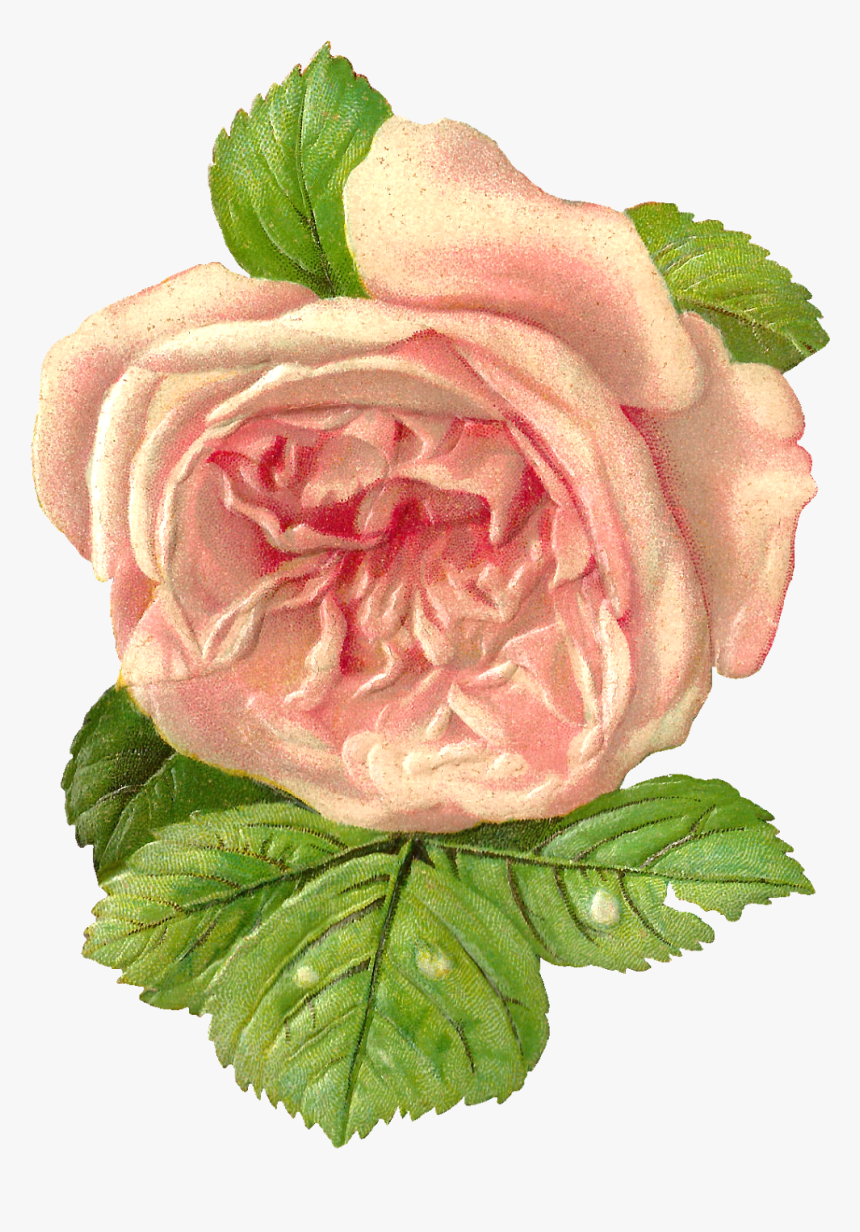 Rose Design For Scrapbook, HD Png Download, Free Download