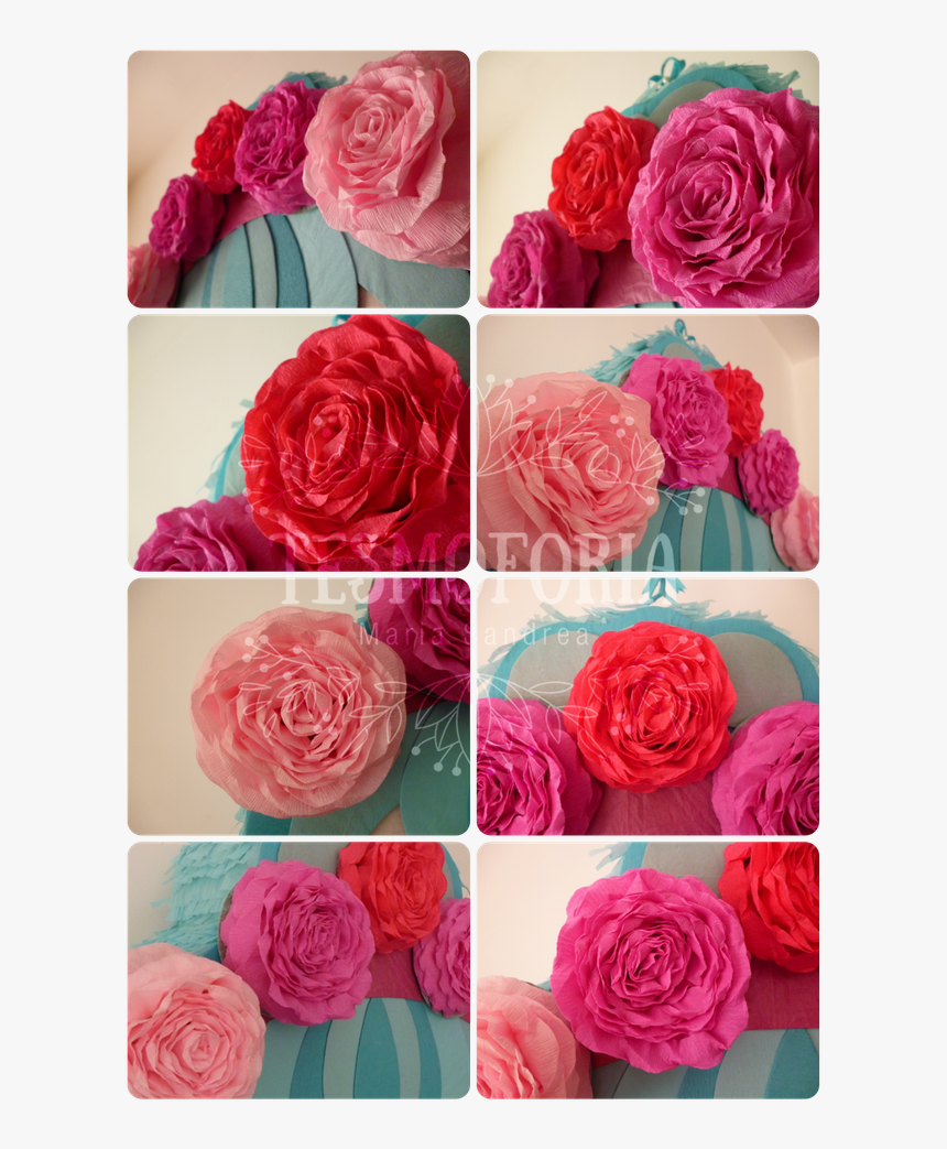 Pinata Menta 14 - Garden Roses, HD Png Download, Free Download