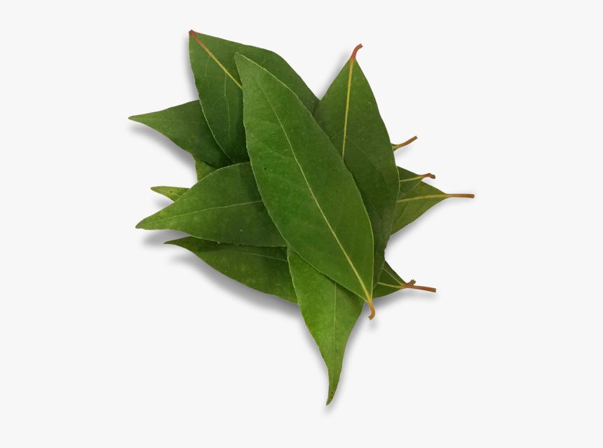 American Holly, HD Png Download, Free Download