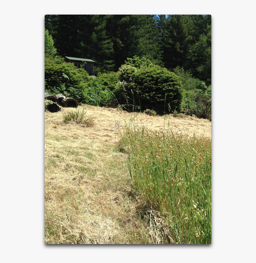 Cut Grass Albedo - Grass, HD Png Download, Free Download