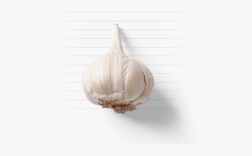 Elephant Garlic, HD Png Download, Free Download