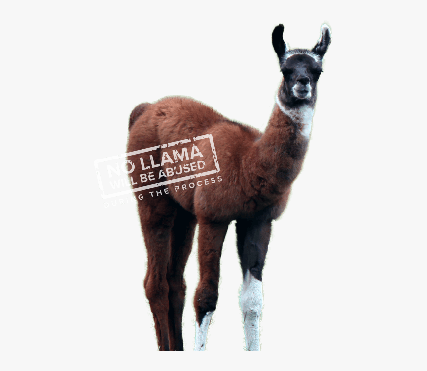 Winamp Lama, HD Png Download, Free Download