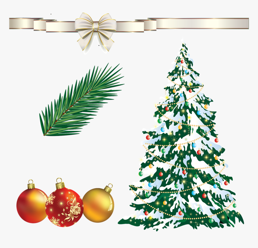 Fir Png, Transparent Png, Free Download