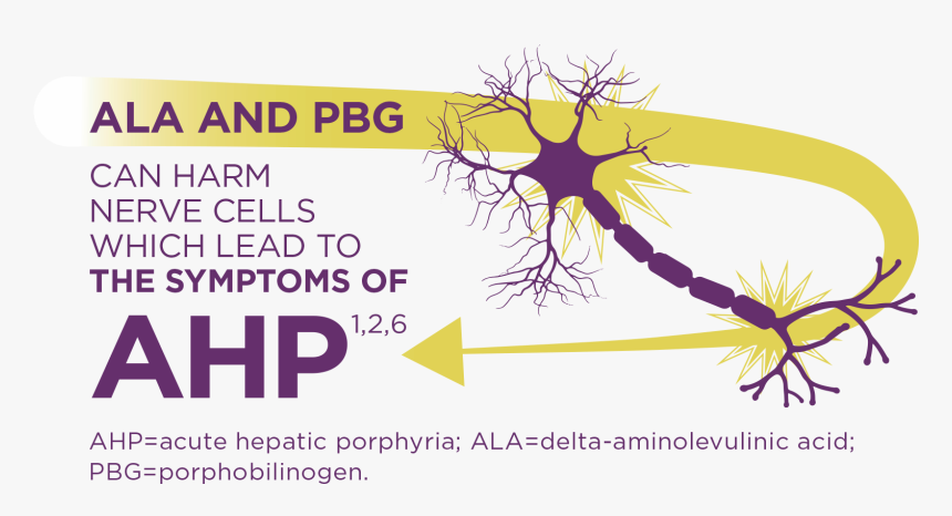 Acute Hepatic Porphyria Is Caused By A Build-up Of - Graphic Design, HD Png Download, Free Download