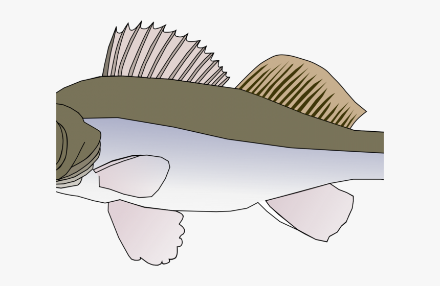 Transparent Sailfish Clipart - Big Fish Clipart, HD Png Download, Free Download