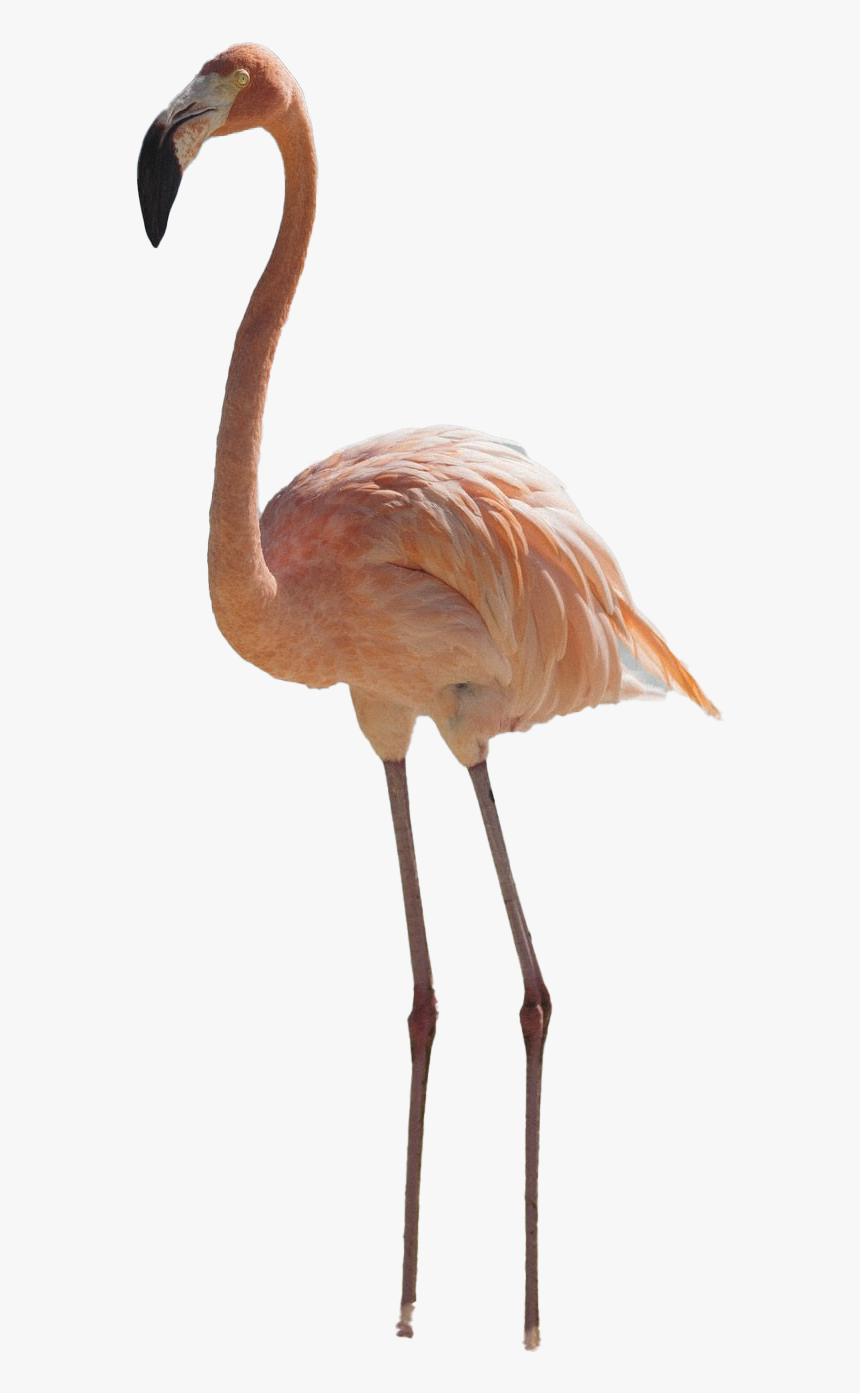 Real Flamingo Png Pic - Flamingo Transparent, Png Download, Free Download