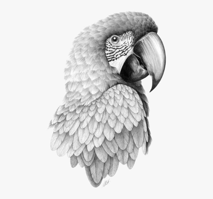 Parrot Bird Pencil Sketch Head Transprent Png - Macaw Pencil Drawing, Transparent Png, Free Download