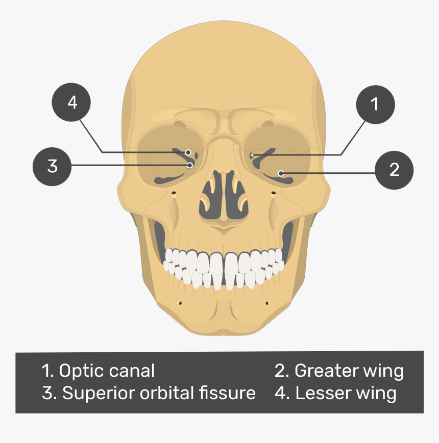 Anterior View Of The Sphenoid Bone - Vomer Inferior Nasal Concha, HD Png Download, Free Download