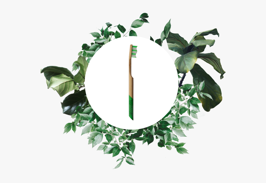 Premium Forest Green Toothbrush By Bambooth Version2 - Holly, HD Png Download, Free Download