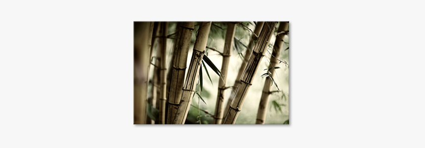 Trail In A Bamboo Forest, Selected Raymond Klein - Bamboo, HD Png Download, Free Download