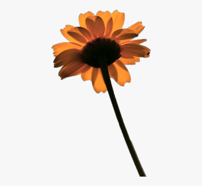 Flower, Orange, And Png Image - Black-eyed Susan, Transparent Png, Free Download