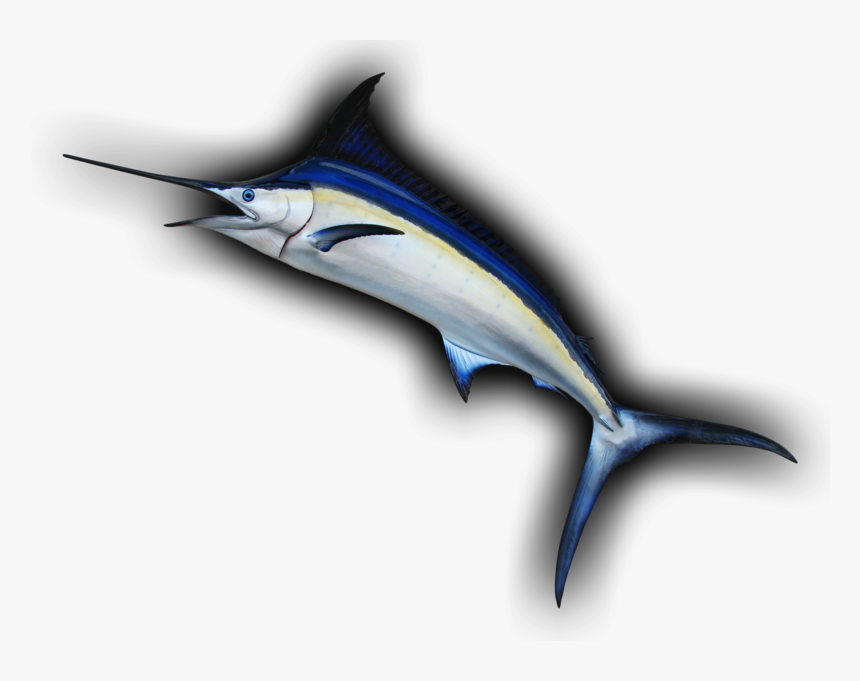 Blue Marlin Leaping Curve Fish Mount Replica - Atlantic Blue Marlin, HD Png Download, Free Download