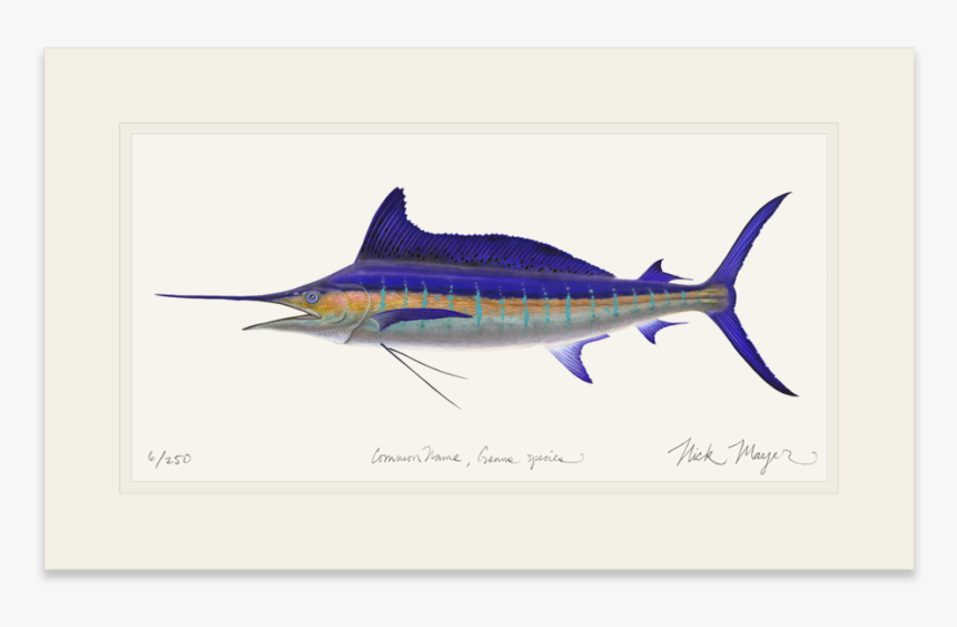 Striped Marlin - Striped Marlin Art, HD Png Download, Free Download