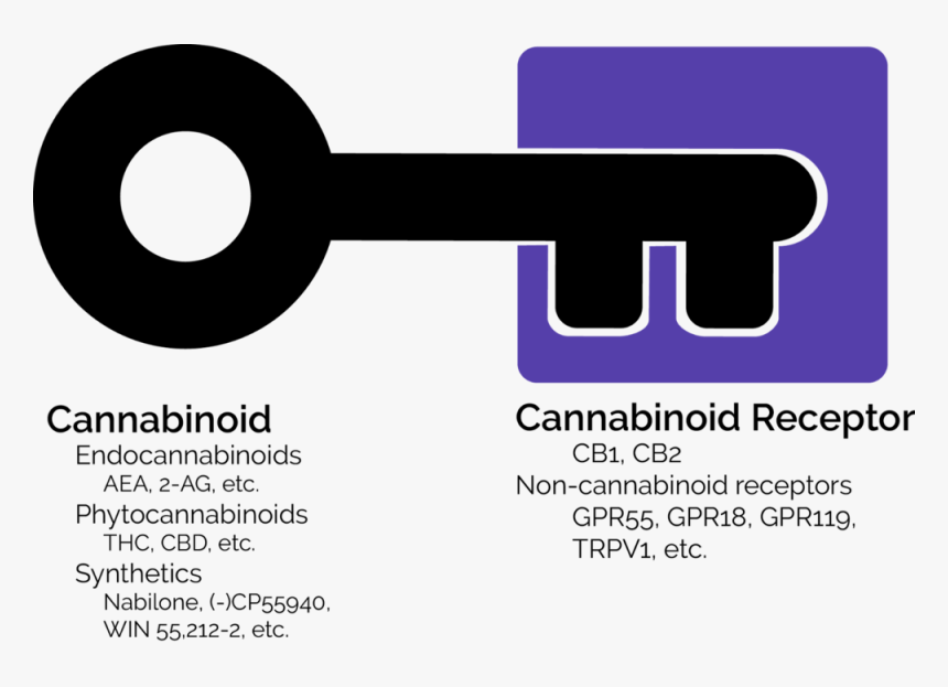 Photo From The Very Basic In And Outs Of The Endocannabinoid - Circle, HD Png Download, Free Download