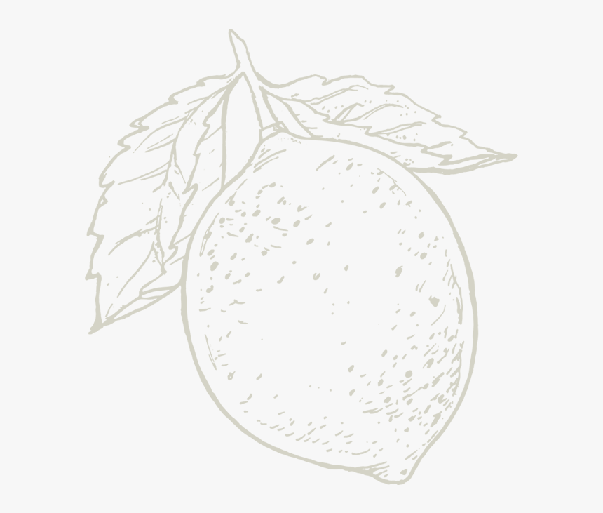 Squareonelivelylemon - Sketch, HD Png Download, Free Download