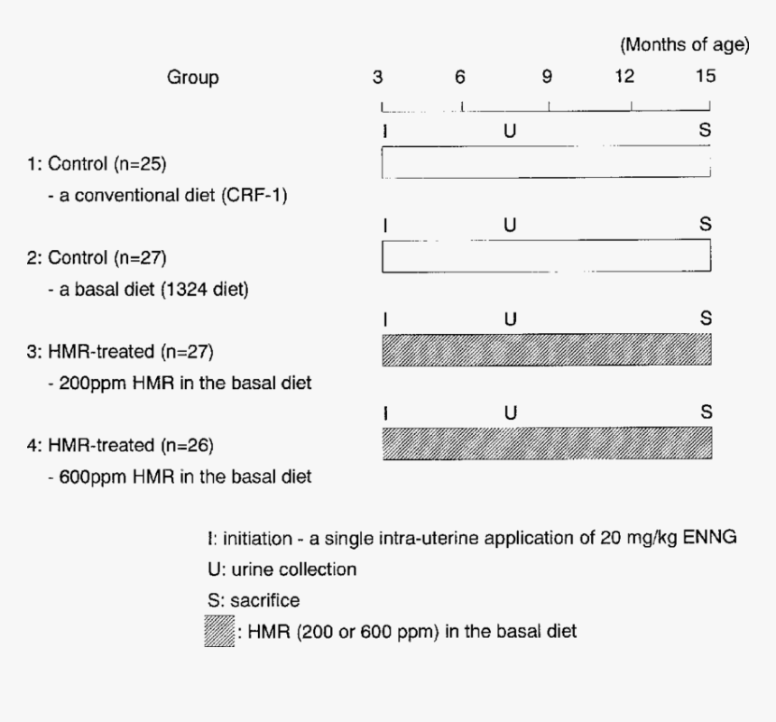 Document, HD Png Download, Free Download