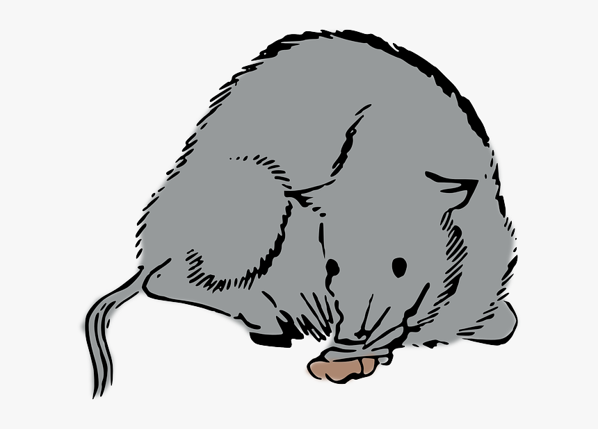 Rat, Mouse, Woodcut - หนู กราฟฟิก, HD Png Download, Free Download