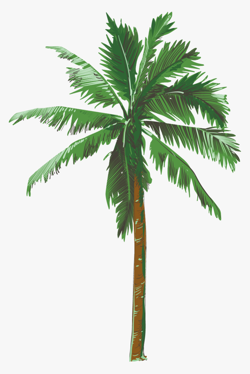 Palmeras Tropicales Png, Transparent Png, Free Download