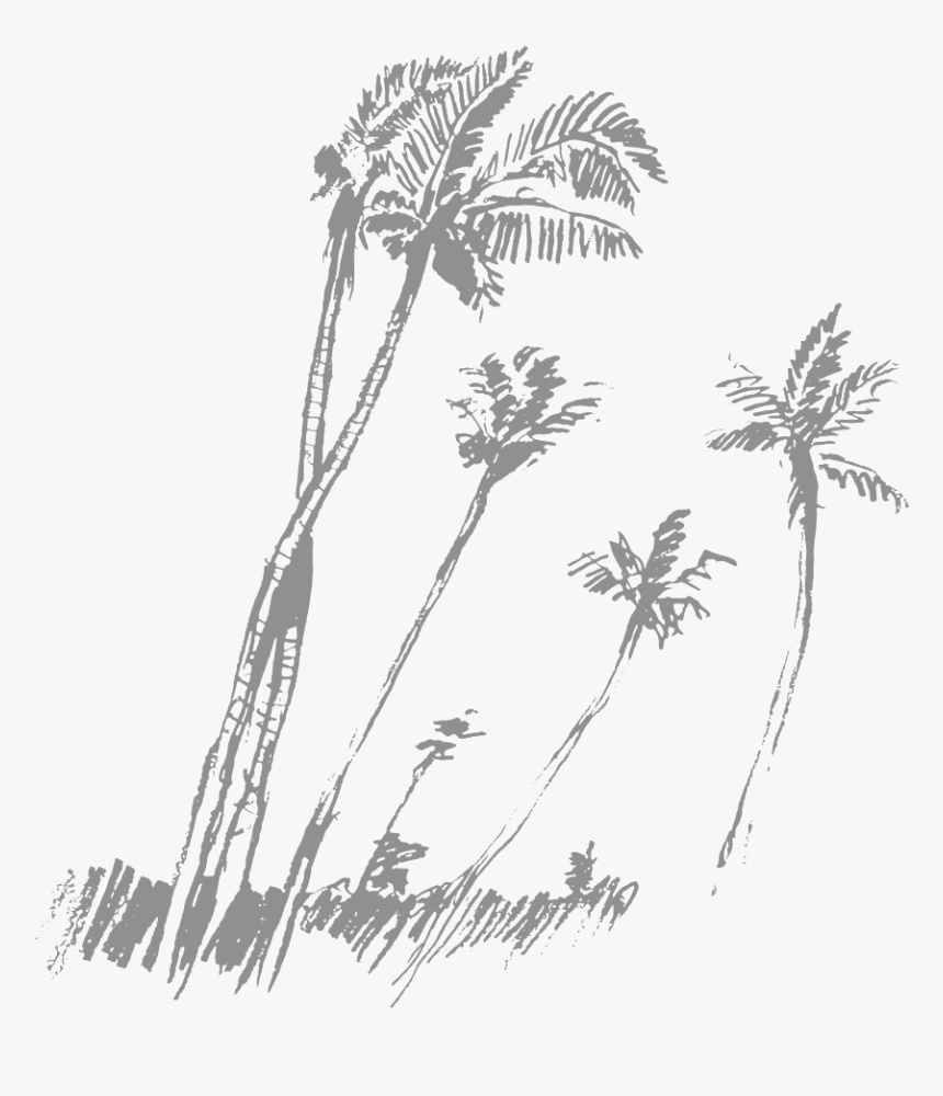 Transparent Black Palm Tree Png - Sketch, Png Download, Free Download