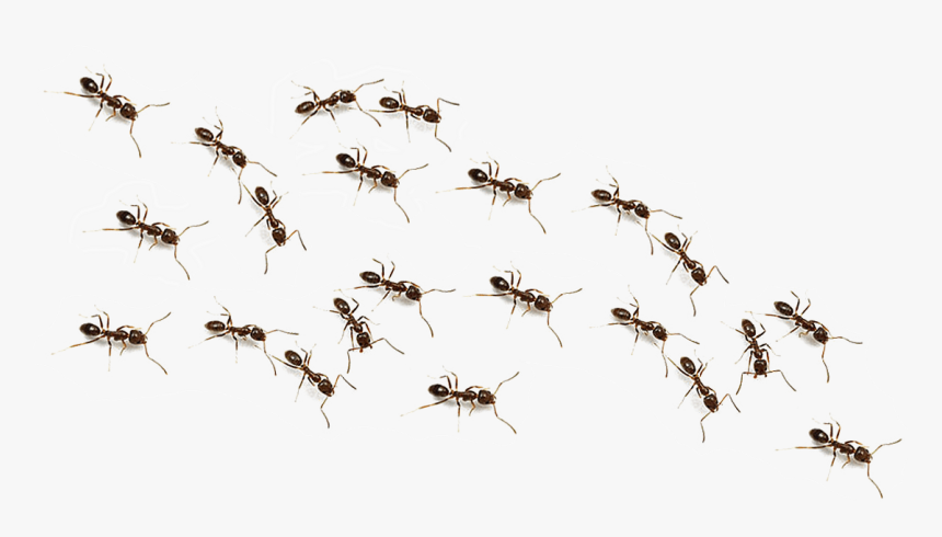 Transparent Background Ants Transparent, HD Png Download, Free Download