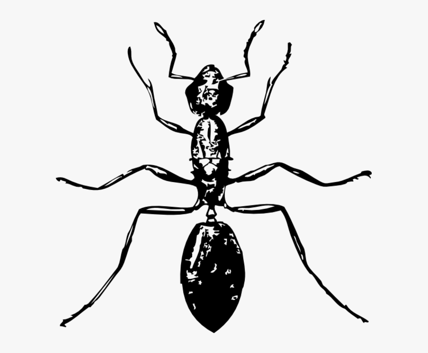 Ant Clip Art, HD Png Download, Free Download