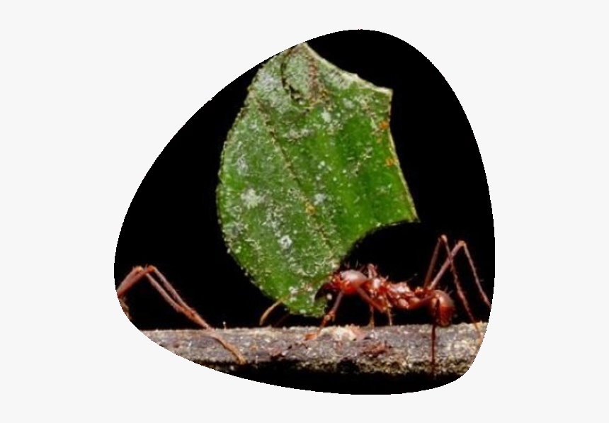 Hormiga - Ants Black Background, HD Png Download, Free Download