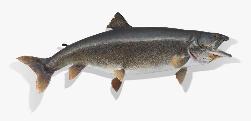 Lunge, HD Png Download, Free Download