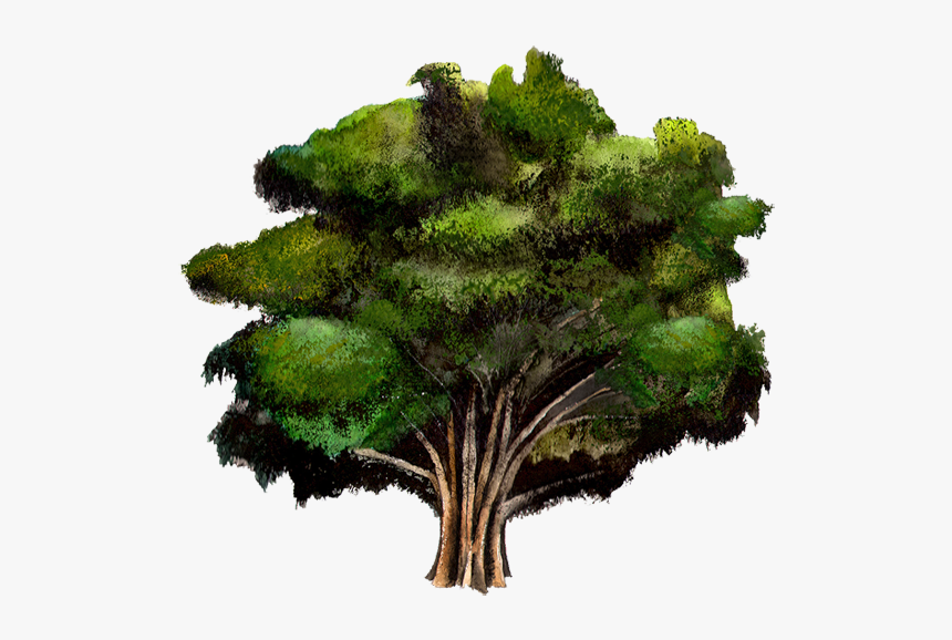 Arbol Del Tule Png, Transparent Png, Free Download