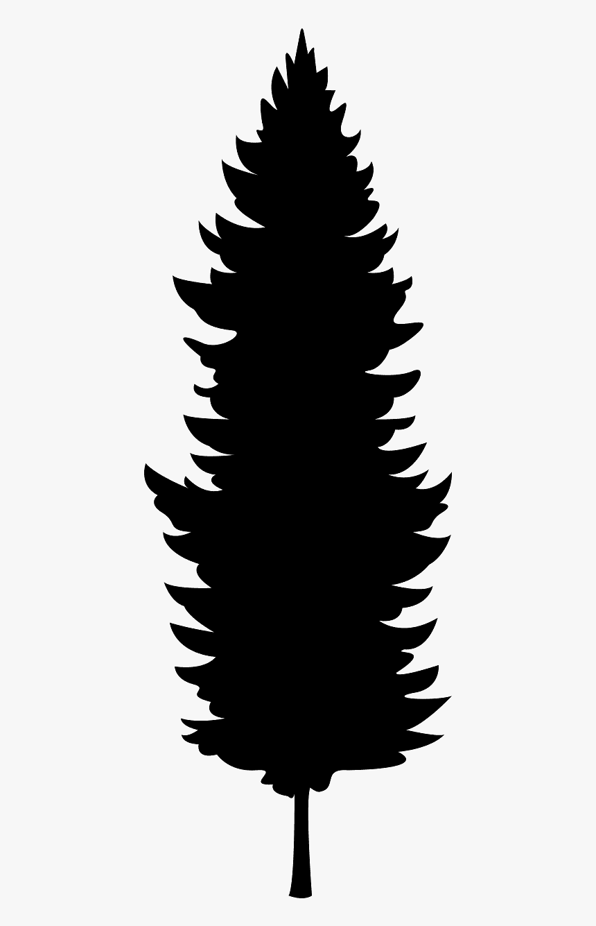 Douglas Fir Forest Graphic, HD Png Download, Free Download