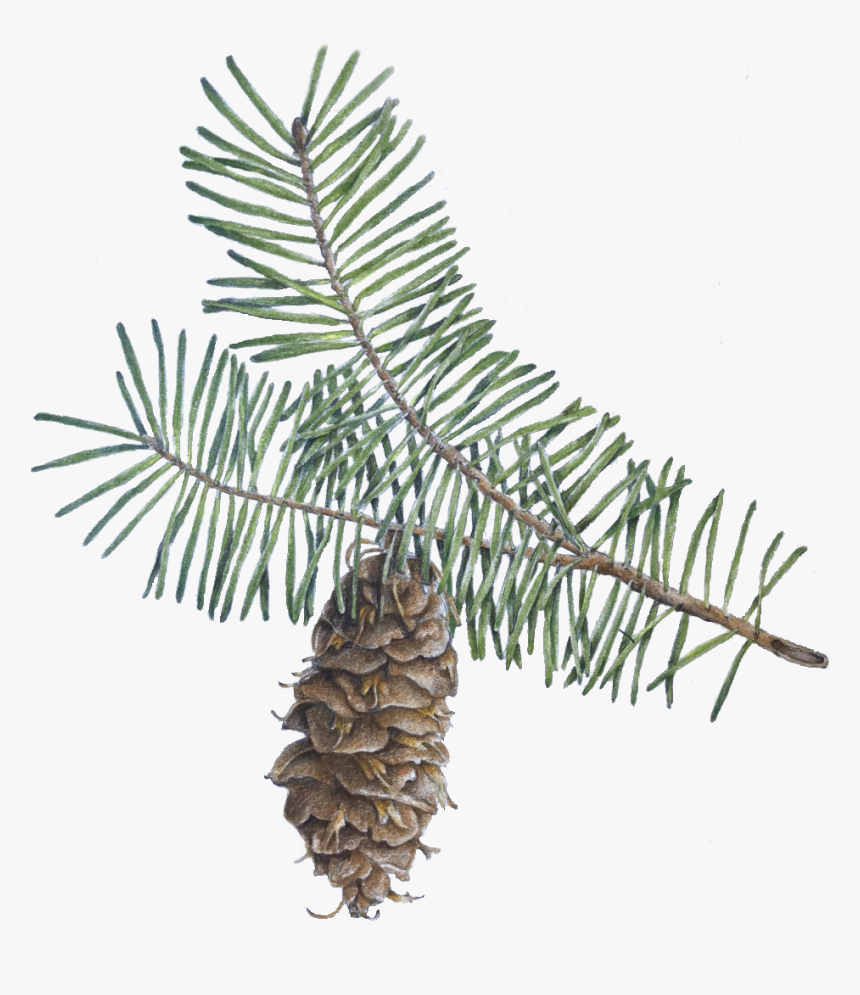 Pond Pine, HD Png Download, Free Download