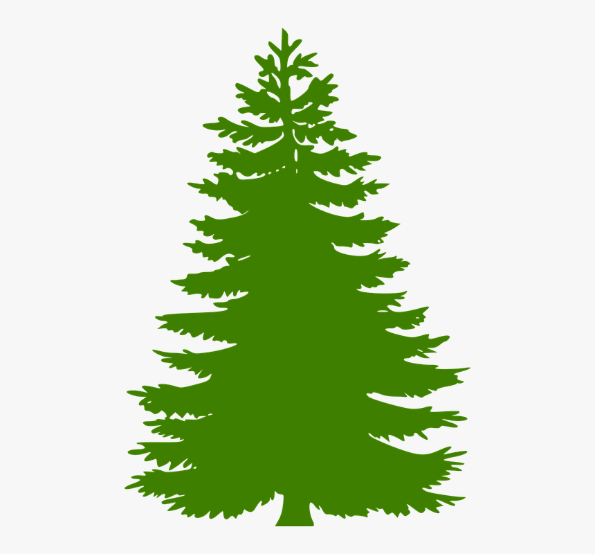 Pine Tree Vector Png, Transparent Png, Free Download