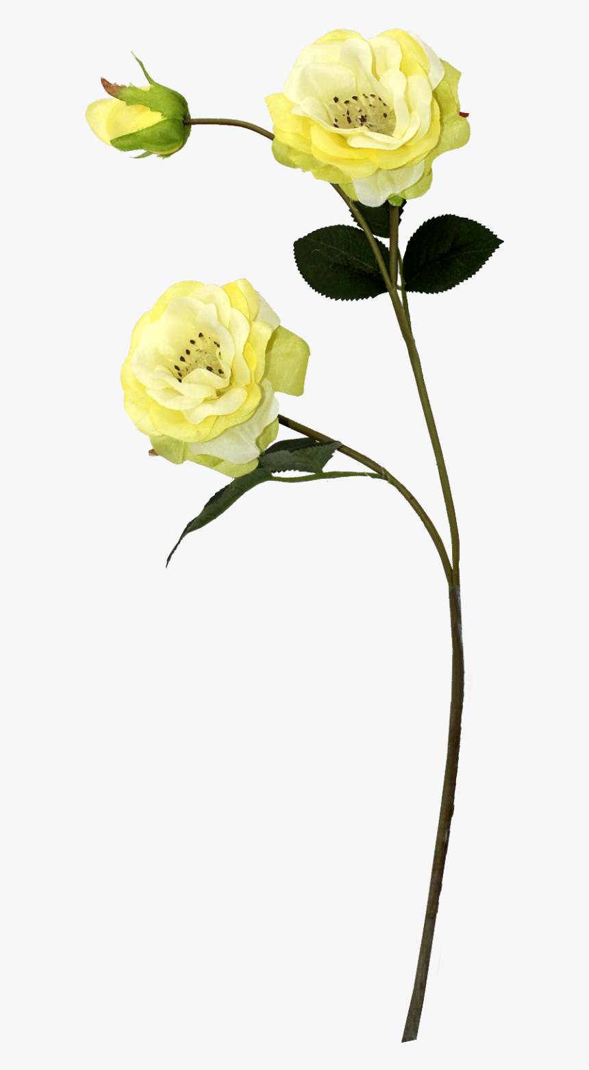 Flor De Camélia - Flores Em Galhos Reais Png, Transparent Png, Free Download