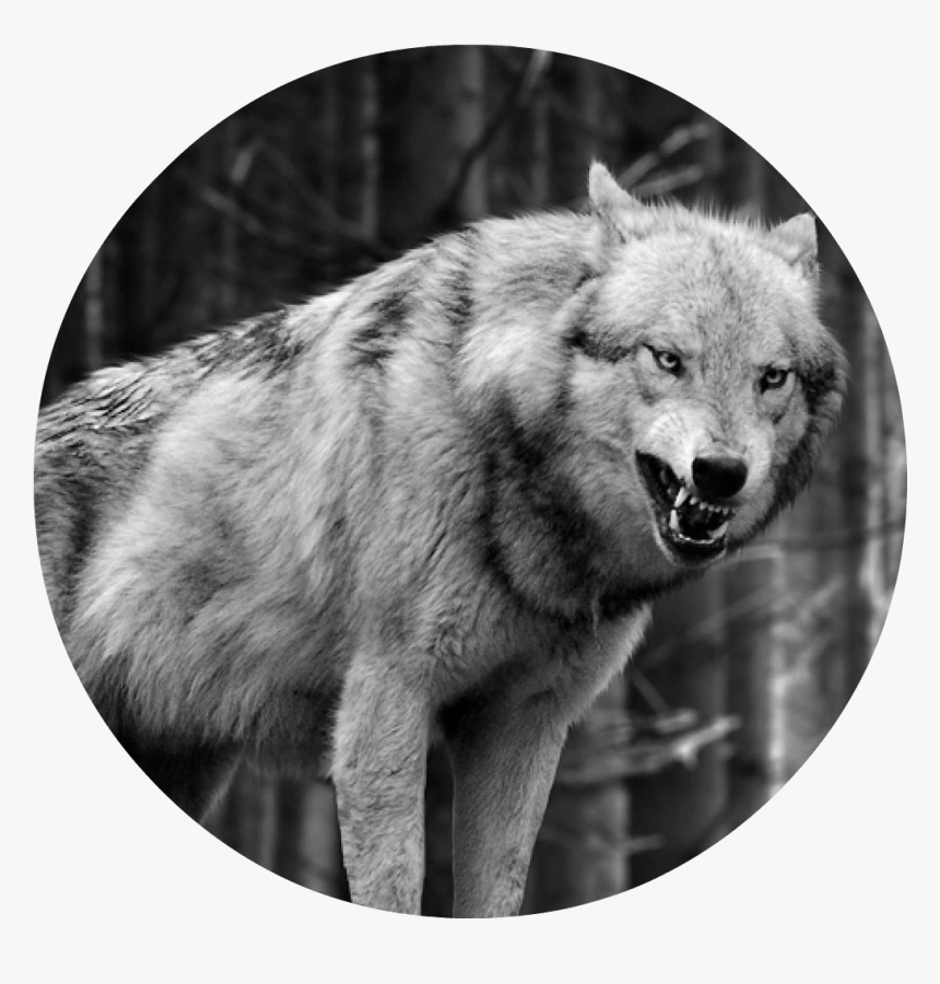 Lone Wolf Wallpapers Group 72"
 Data-src="/full/943295 - Wolf Black And White Iphone, HD Png Download, Free Download