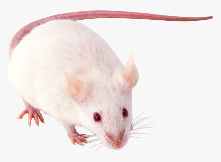 Mouse Rat Background Transparent - Крысы На Прозрачном Фоне, HD Png Download, Free Download