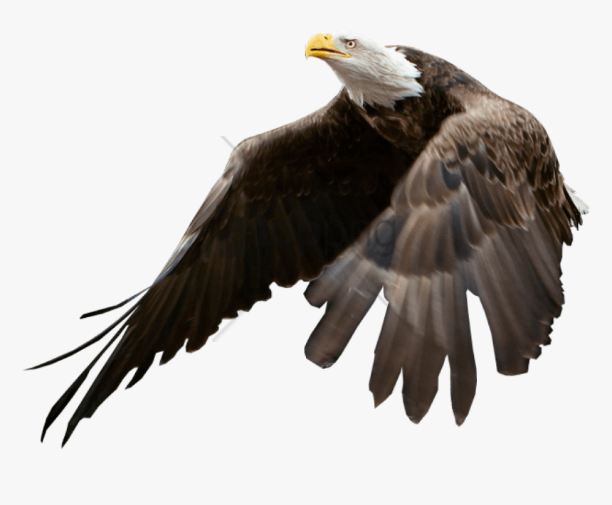 Bald Eagle Blank Background Png Image With Transparent - Bald Eagle Blank Background, Png Download, Free Download