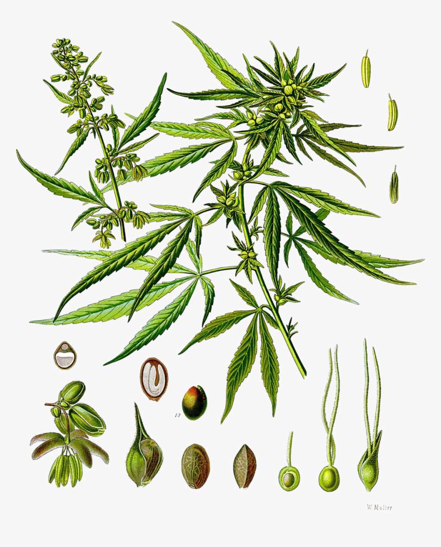 Cannabis Sativa Phenotype, - Cannabis Sativa L, HD Png Download, Free Download