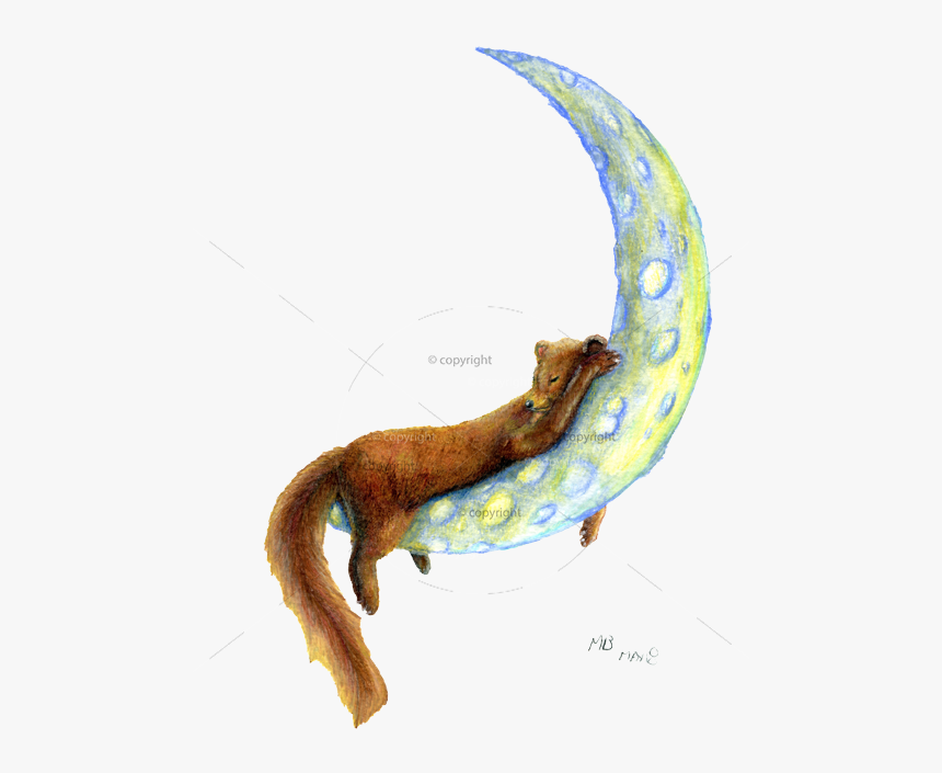 Sleeping Pine Marten On Crescent Moon, In Watercolour - Pine Marten Red Gold, HD Png Download, Free Download