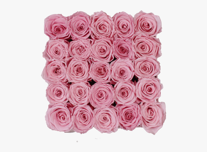 Garden Roses, HD Png Download, Free Download