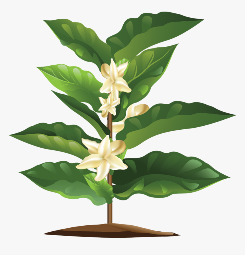 1006 X 1001 - Flor Cafe Png, Transparent Png, Free Download