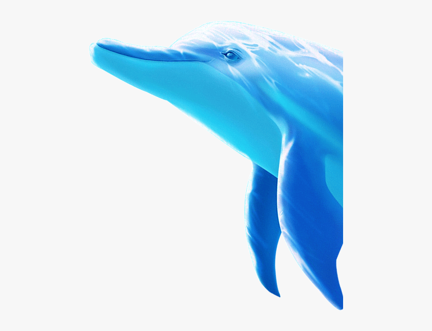 Dolphin, HD Png Download, Free Download