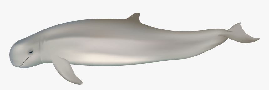 Australian Snubfin Dolphin Png, Transparent Png, Free Download