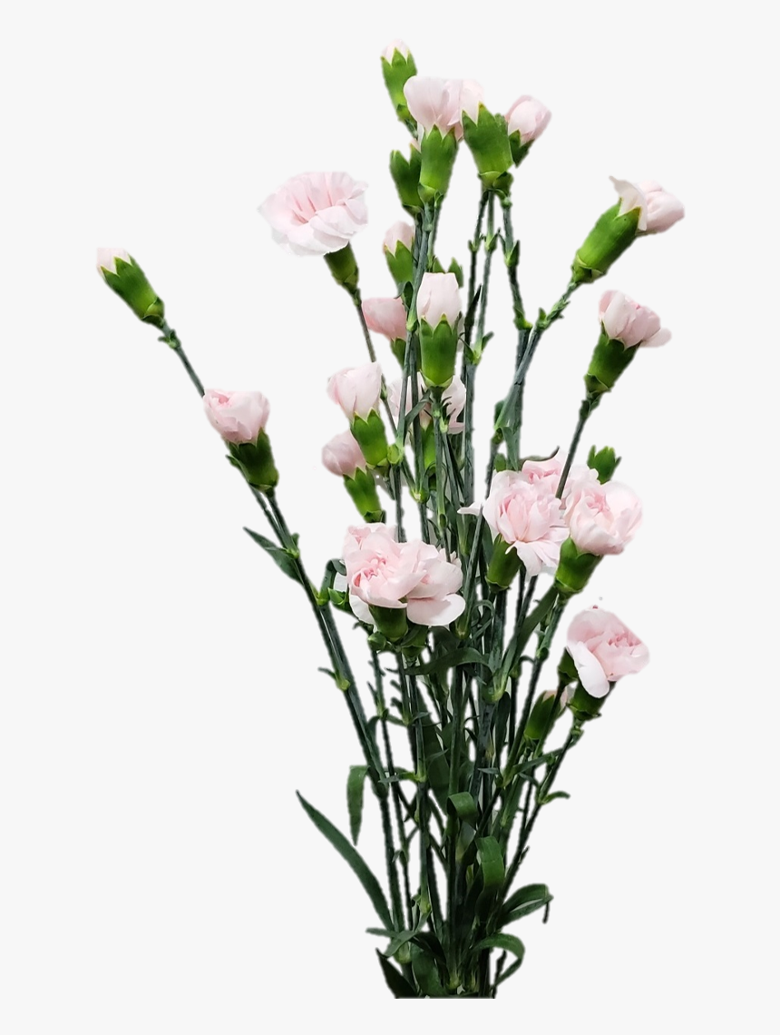 Spray Pinkissimo Jpg346a815b 8ee4 4ffd 995b A246ac29f9ad - Bouquet, HD Png Download, Free Download