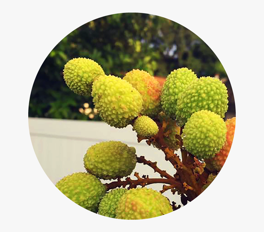 Soursop, HD Png Download, Free Download