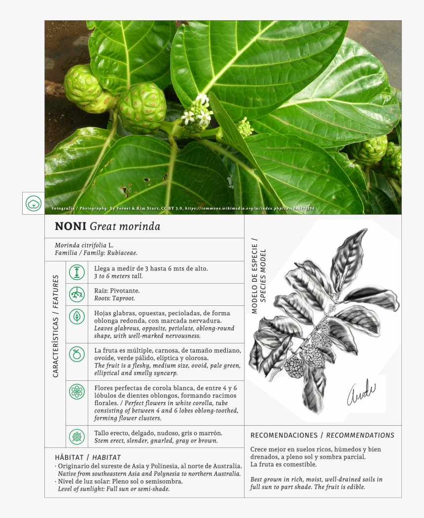 Morinda Citrifolia, HD Png Download, Free Download