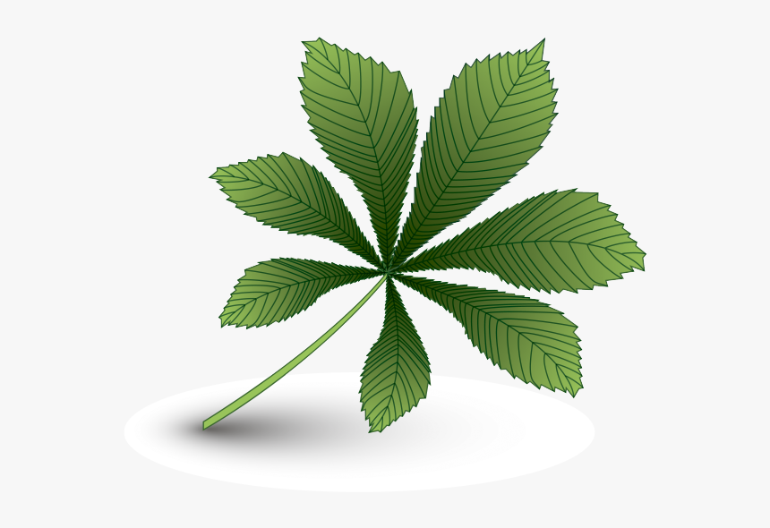 Лист Каштана, Зеленый Лист, Каштан, Chestnut Leaf, - Leaf, HD Png Download, Free Download