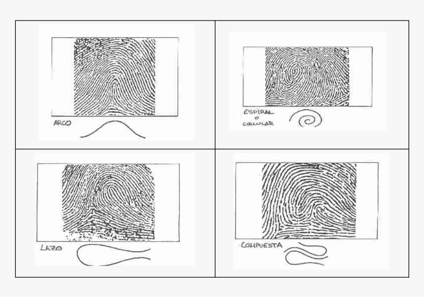 Tipos De Huellas Criminalistica, HD Png Download, Free Download