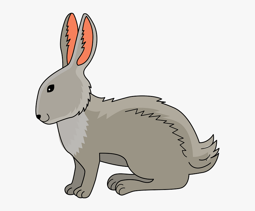 Domestic Rabbit, HD Png Download, Free Download