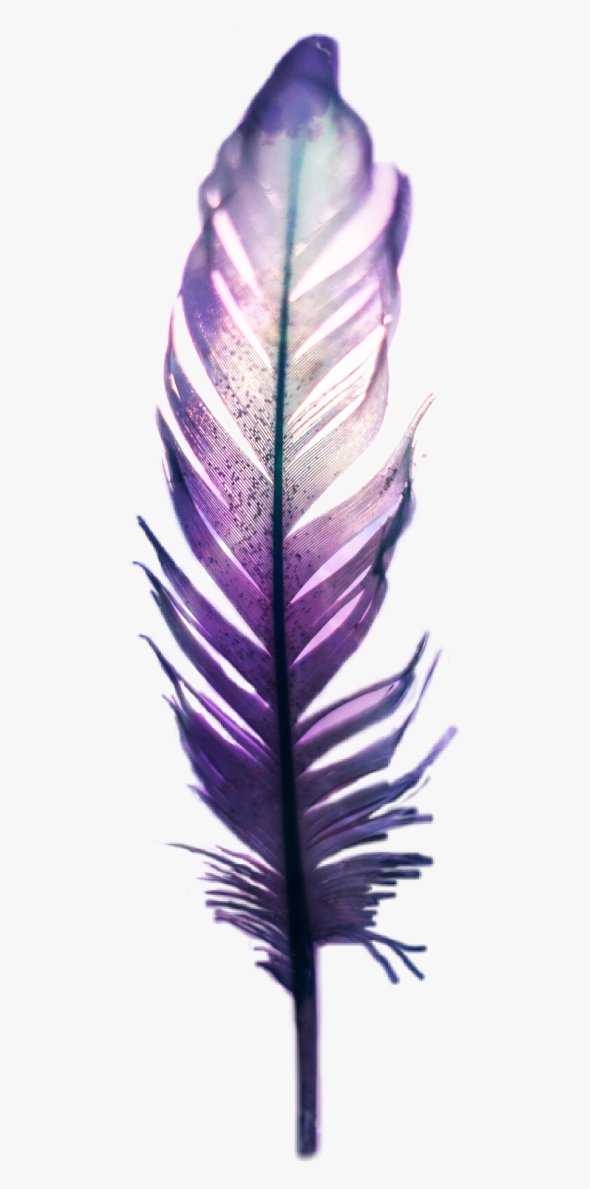 Feather , Png Download - Feather, Transparent Png, Free Download