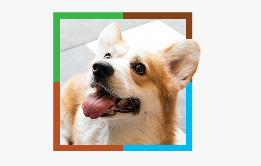 Cute Corgi, HD Png Download, Free Download